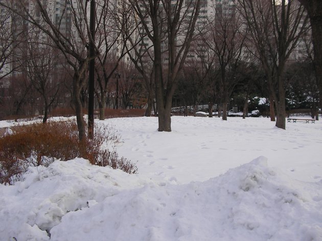 冬の公園内の風景
